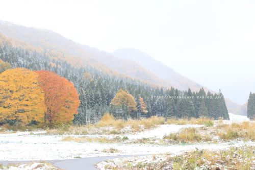 野沢温泉に雪が積もりました