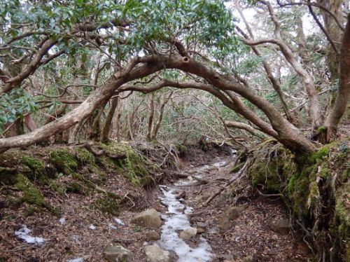 天城山と河津桜のジモ温泉