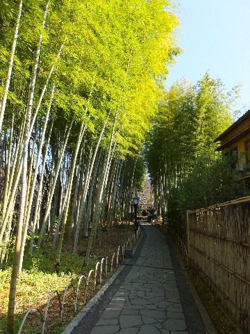修善寺温泉ブーラブラ('A`)(2017年1月)