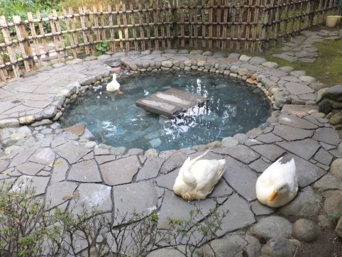 静岡県下賀茂温泉　花のおもてなし南楽４('A`)ｶﾜ(・∀・)ｲｲ!!（2017年1月）