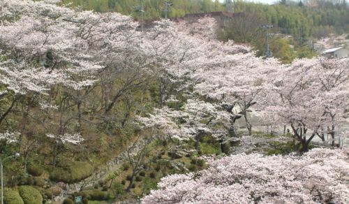 迫力の桜ライトアップ!名湯・有馬温泉で桜の通り抜けも同時開催