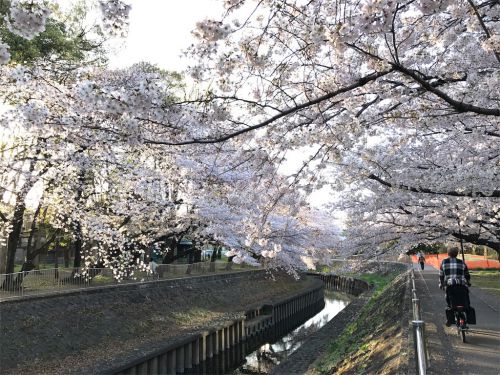 【三重県 / 湯の山温泉 / おすすめ散歩コース】春の湯の山を満喫できるおすすめポイント3選!
