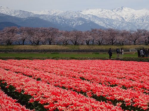 日本三大夜「桜高田城」と残雪のチューピップ・桜の北アルプスを見に、糸魚川温泉へ!