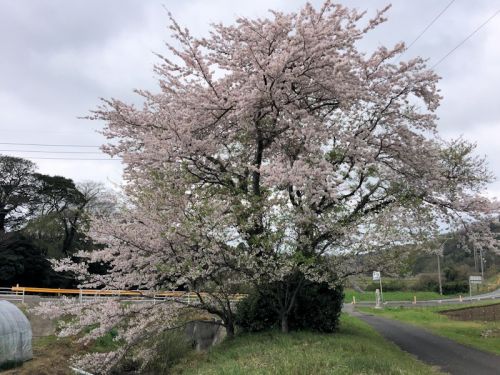 川棚温泉「瓦そば たかせ」