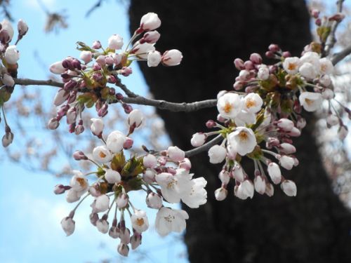 中山平の大桜(鳴子温泉)