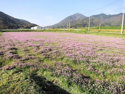 レンゲ畑と吉見温泉センター