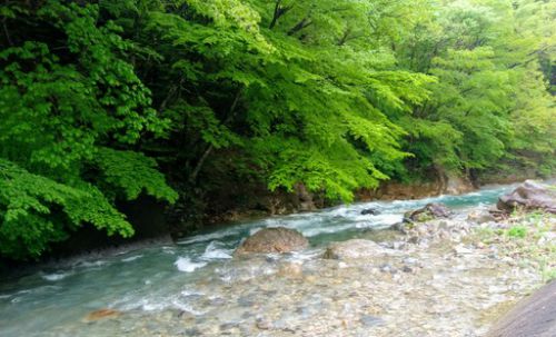 四万温泉、長静館、11度目、その1 新緑に菊姫