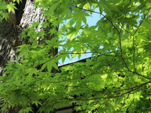 新緑がまぶしい季節にオススメ「法師温泉長寿館」