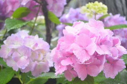 6月のおすすめ温泉〜肌荒れしやすい梅雨の時期にぴったり温泉とは〜