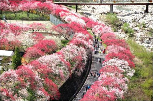 【月川温泉】花桃の開花状況は?無料駐車場はどこにあるの?