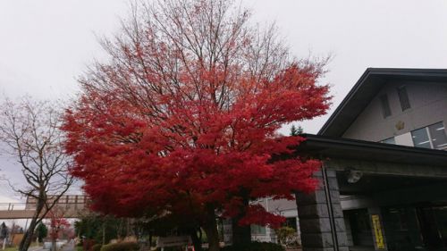 星野温泉トンボの湯と紅葉