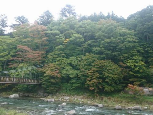 温泉街のもみじが色付き始めました