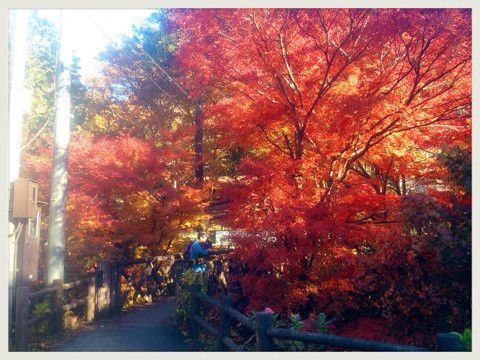 【東京から日帰りで行ける】11月に紅葉も温泉も楽しみたい方へオススメの旅行先を紹介します