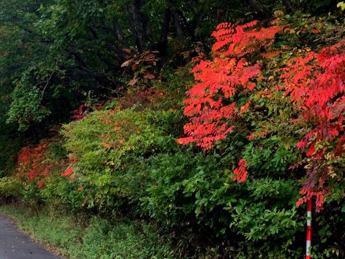 登別温泉・紅葉情報 10/16