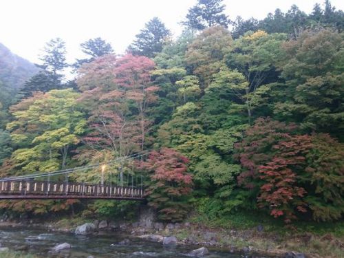 10月20日現在 塩原温泉随一の紅葉スポット紅の吊り橋の紅葉状況