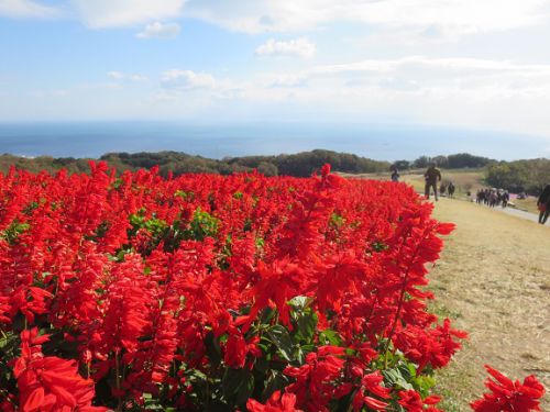あわじ花さじきでの～んびり、そしてランチの前には温泉でまったり ♪