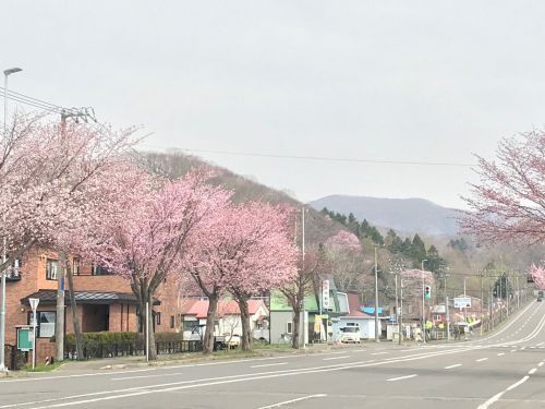 温泉も桜が咲き始めました