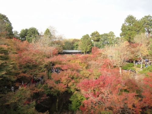 嵐山温泉 花筏