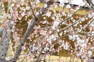 【桜の開花情報】春の神の湯温泉散策!