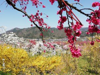 飯坂温泉 花ももの里