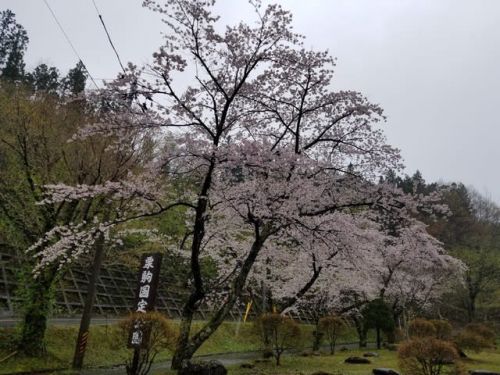 栗駒 駒の湯温泉に今春も行ってきました(2019年4月末)