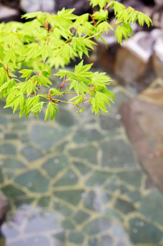 露天風呂のモミジの葉っぱが出ました