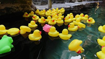 【露天風呂の日】アヒル風呂の様子です。