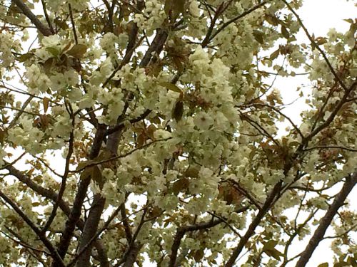 温泉街の御衣黄桜