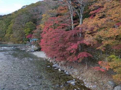 塩原温泉随一の紅葉スポット【紅の吊り橋】当館周辺の紅葉が見頃です