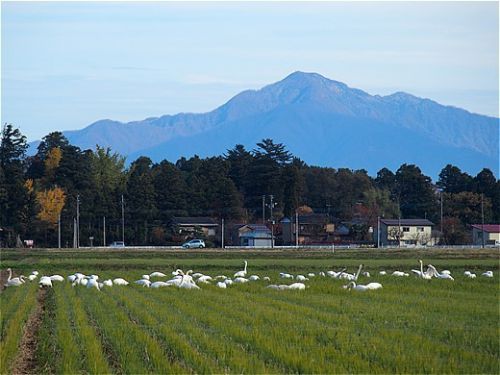 1泊2日プチ湯治 湯田川温泉、1日目
