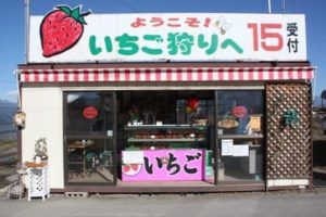 【重要なお知らせ】神の湯温泉いちご狩ツアー中止について