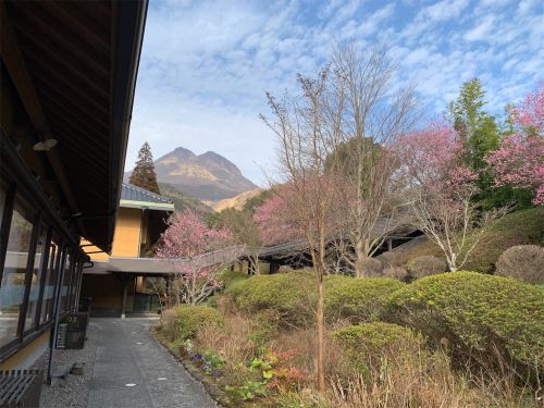 【由布市】由布院温泉 梅園~今が見頃!梅の香り漂う絶景露天風呂