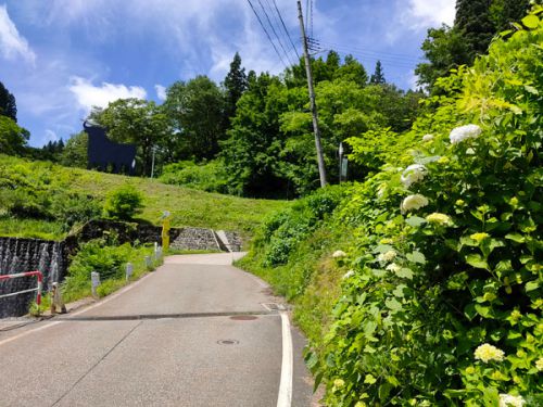 温泉街の紫陽花