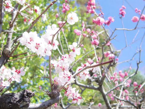 春にして、静かな温泉旅を想う(あとは冬眠のように)