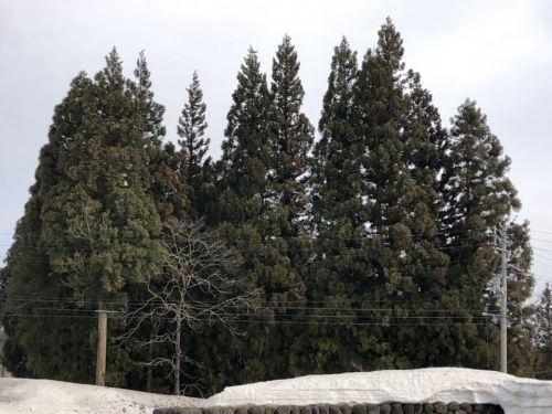温泉で最強の花粉症対策を試してみませんか?