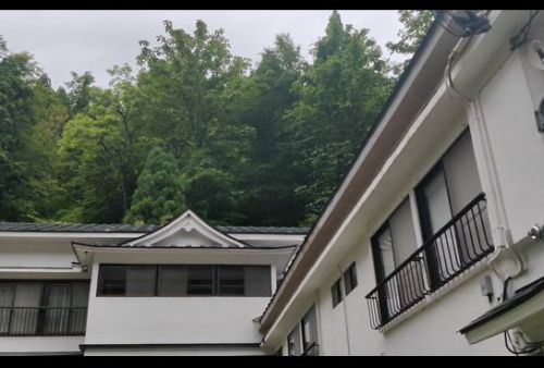 温泉街でもアカショウビンが鳴いています