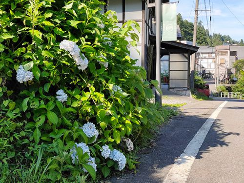 温泉街もアジサイが咲いています