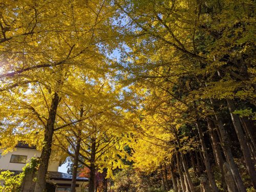 村上・鶴岡・米沢 温泉とパワースポットの旅 13(甲子大黒天本山 宝珠寺と紅葉)