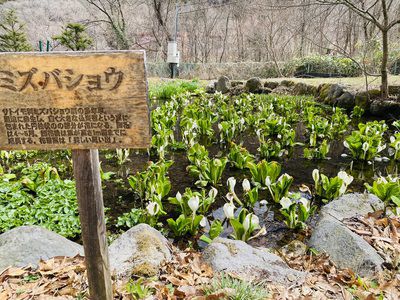 老神温泉内で「水芭蕉」がご覧いただけます♪