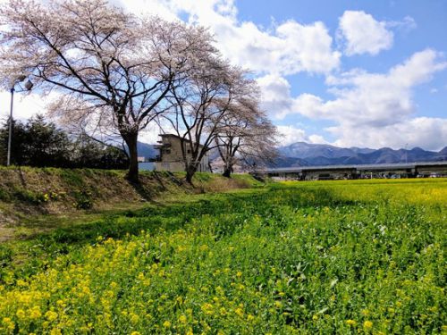 鳴子温泉郷川渡温泉:桜と菜の花の名所(1)満開になりつつある!〔宮城県大崎市〕