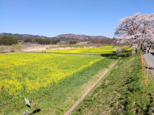 鳴子温泉郷川渡温泉:桜と菜の花の名所(2)更に開花!〔宮城県大崎市〕