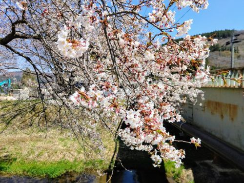 鳴子温泉郷川渡温泉:湯沢川の桜(2)玉造荘にも♪〔宮城県大崎市〕