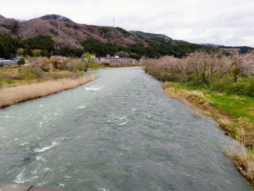 東鳴子温泉赤這温泉阿部旅館(3)桜と川を見ながら歩いて〔宮城県大崎市〕
