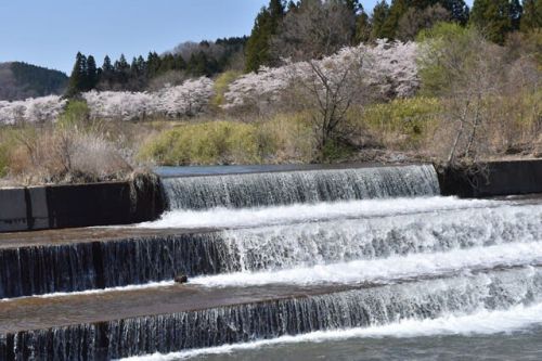 遠刈田温泉 松川沿いの桜