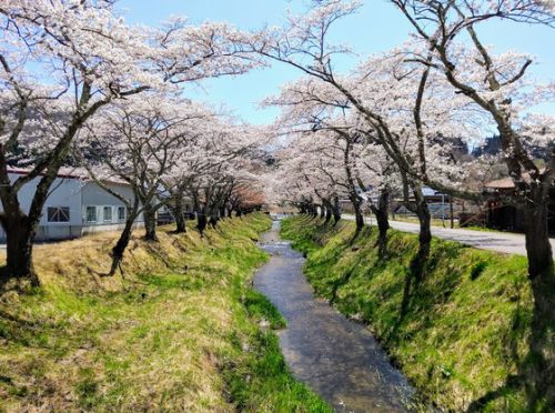鳴子温泉郷川渡温泉:湯沢川の桜(1)満開、に近い〔宮城県大崎市〕