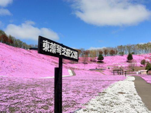 北海道旅行 2022① 網走観光(ひがしもこと芝桜公園・博物館 網走監獄・鮨ダイニング 月 )・ 北見 塩別つるつる温泉