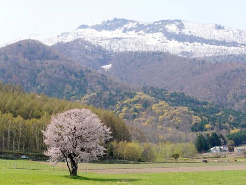 北海道旅行2022 ③ 白金 青い池・ジェットコースターの路・ファーム富田・富良野ロープウェイ・上御料の一本桜・トマム駅・十勝川温泉第一ホテル 豆陽亭
